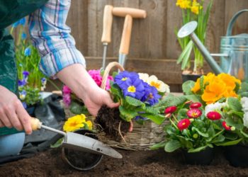 Gardening is a good activity for health beneifts