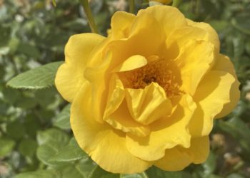 A new rose has arrived at Winnersh Garden Centre and will not only brighten up gardens but also raise vital funds for Brain Tumour Research