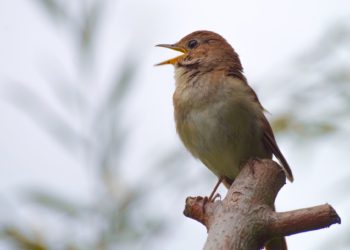 A group of walkers will enjoy early morning bird song at Dinton Pastures, and may even hear the nightingale. PIcture: Wal 172619 via Pixabay