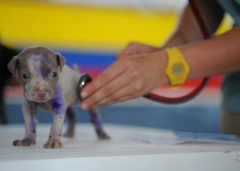 The rising cost of living is seeing some people put off vet's visits Picture: David Mark from Pixabay