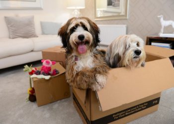 A couple of dogs, Doris and Dudley, show what it's like for pets moving home Picture: David Wilson Homes