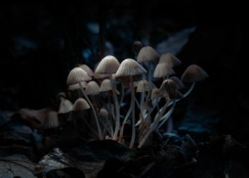 Picture: Ali Bakhtiari via Unsplash