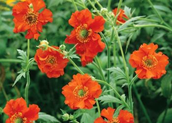 Geum can help brighten any garden