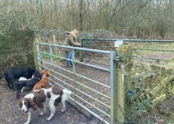 Dogs are taken to the paddock on Church Lane, Finchampstead as part of a dog walking business Picture: Mclaren Associates)