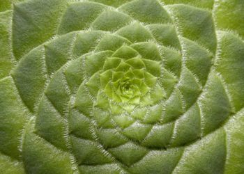 Angela has bought some plants and is now learning how to look after them Picture: Foto-RaBe from Pixabay