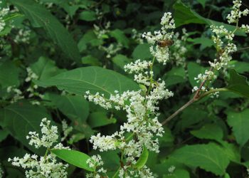 Japanese Knotweed Picture: Cbaile19/Wikimedia Comons