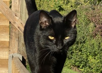 Cats will be helped by visitors to Thames Valley Animal Welfare's summer fete