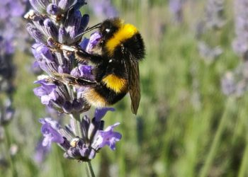 Mugs for bees can be dropped of at Wokngham Town Hall until Thursday, June 22. Picture: Leon McGregor via Unsplash
