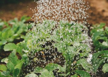 There are four allotments left at Shinfield's Orchard Rise. Picture: Markus Spiske via Unsplash