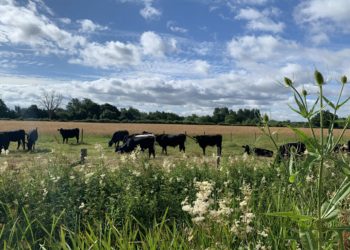 Langley Mead boasts a plethora of wildlife, which visitors can enjoy on National Meadows Day. Picture: University of Reading