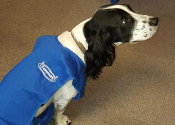 Ludo is a canine assisted therapy dog who works from the Wokingham office