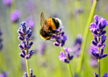 Warming climates could be causing bees to emerge a week earlier than normal. Picture: Adonyi Gabor via Unsplash