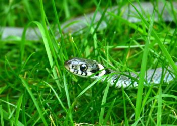 A snake in the grass Picture: pixabay