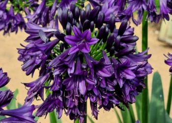Agapanthus is a hardy plant that can withstand both dry and wet conditions