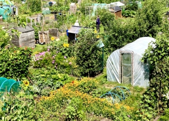 Ifould Crescent allotments will be open for visiting on Saturday, August 12. Picture shows another Wokingham growing site at Ormonde Road allotments: Emma Merchant.