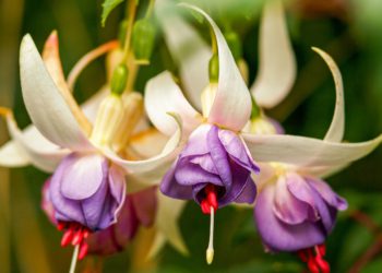 Members of the Reading and District Fuchsia Society will be heading to Squire?s Garden Centre on Heathlands Road, Wokingham for their annual show