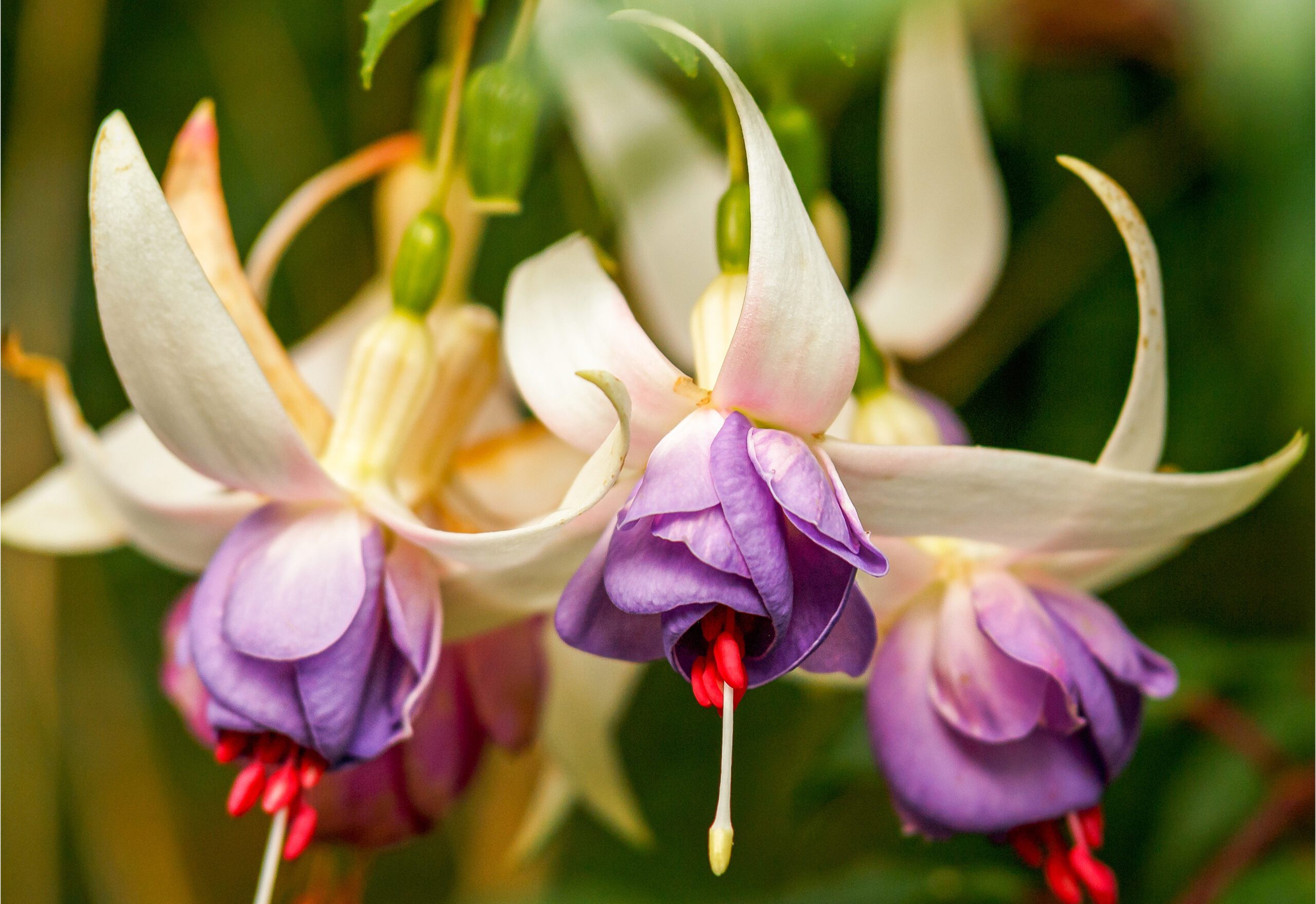 Members of the Reading and District Fuchsia Society will be heading to Squire?s Garden Centre on Heathlands Road, Wokingham for their annual show