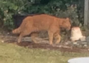 Shinfield resident Pat McLinktock saw a big cat she said was 'certainly not looking or walking like a domestic cat'. Picture: Pat McLintock