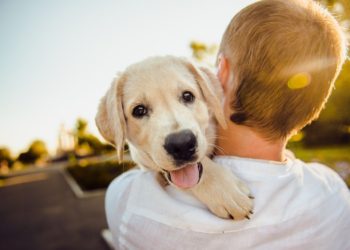 Dogs will be cared for at a doggie day care facility in Swallowfield Picture: Helena Sushitskaya from Pixabay