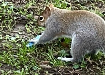 A squirrel burying a vape in Wales. Pic: RSPCA.