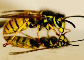 Wasps were 'a nightmare' for Wokingham couple Cherrilyn and Malcolm Bowsher. Picture James Wainscoat via Unsplash