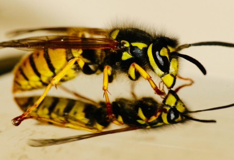 Wasps were 'a nightmare' for Wokingham couple Cherrilyn and Malcolm Bowsher. Picture James Wainscoat via Unsplash