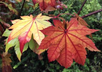 Acer japonicum Vitifolium shows some autumn colour