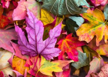 Members of Wokingham Horticultural Association are busy thinking up difficult questions for the BBC Radio4 GQT panellists on October 31. Picture: StockSnap via Pixabay