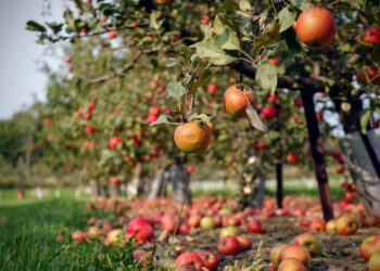 Picture: Skylar Zilka via Unsplash