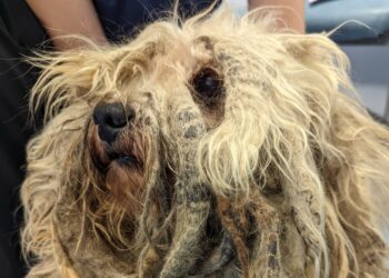 A dog in Hampshire helped by the RSPCA's scheme with Purina Pet Care - the pet needed treatment to tackle the matted fur