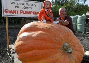 The Giant Pumpkin weigh-off at Wargrave Nursery Plant Centre on Saturday. Pictured is Curtis Leach with his eight-month-old grandaughter, Polly. Pic: Steve Smyth.