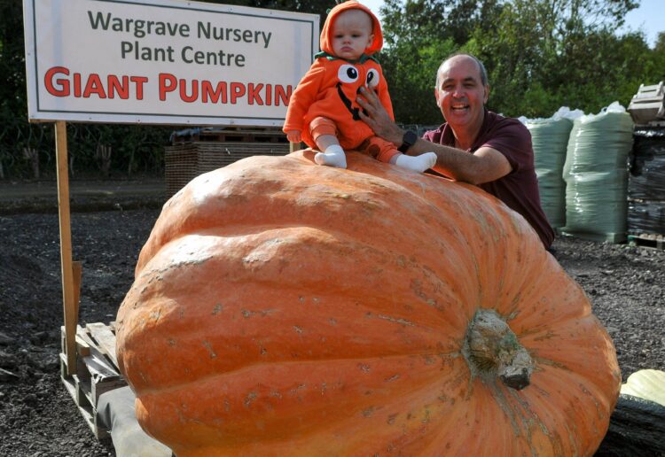 The Giant Pumpkin weigh-off at Wargrave Nursery Plant Centre on Saturday. Pictured is Curtis Leach with his eight-month-old grandaughter, Polly. Pic: Steve Smyth.