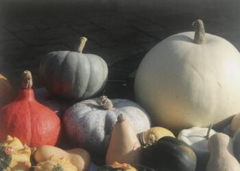 Twyford allotment tenants grow a variety of unsual squashes and pumpkins. Picture: TATA