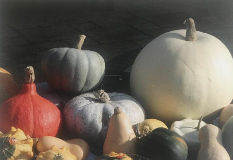 Twyford allotment tenants grow a variety of unsual squashes and pumpkins. Picture: TATA
