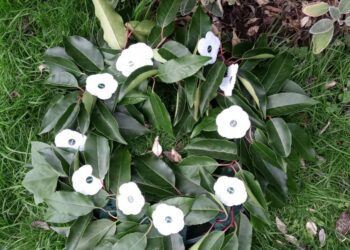 White poppies, a symbol of peace, on display at a pacifist remembrance event in Wokingham