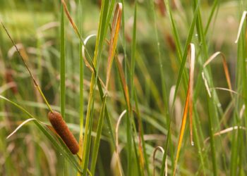 Winnersh Meadows pond is home to great crested newts. Any work to clear overgrown vegetation must be done in a way that minimises disturbance to the amphibians. Picture: Evan Brockett via Unsplash