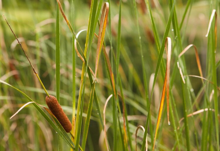 Winnersh Meadows pond is home to great crested newts. Any work to clear overgrown vegetation must be done in a way that minimises disturbance to the amphibians. Picture: Evan Brockett via Unsplash