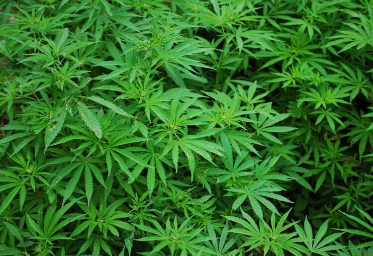 Thames Valley Police seized more than 1,100 cannabis plants as part of a week-long county lines operation Picture: Rex Medlen/Pixabay