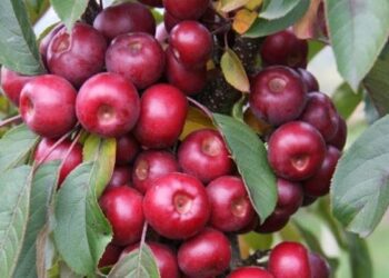 A Crabapple Laura tree