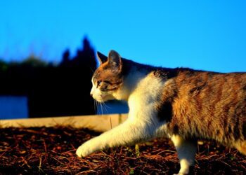 The RPSCA is searching for homes for its farm cats ahead of winter Picture: Pixabay