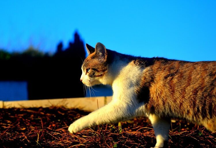 The RPSCA is searching for homes for its farm cats ahead of winter Picture: Pixabay