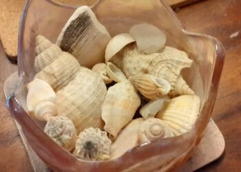 Sea shells Picture: Ian J McKenzie