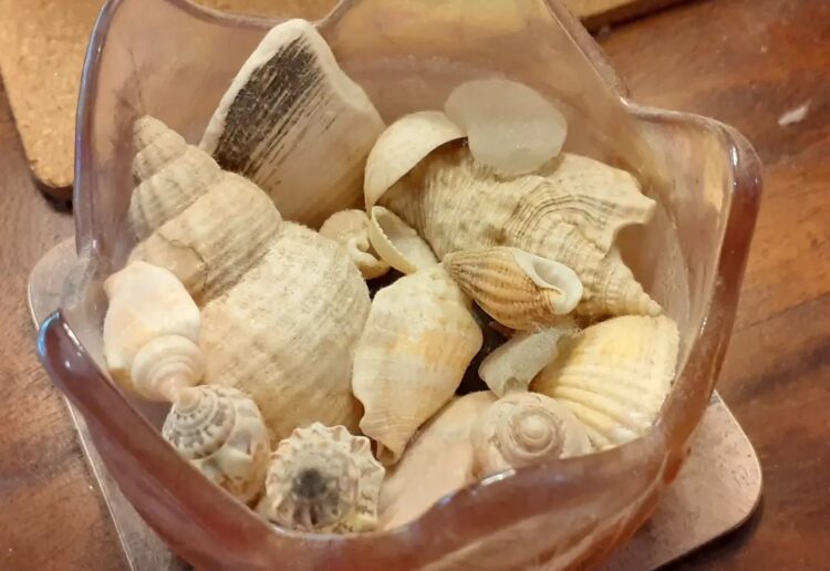 Sea shells Picture: Ian J McKenzie
