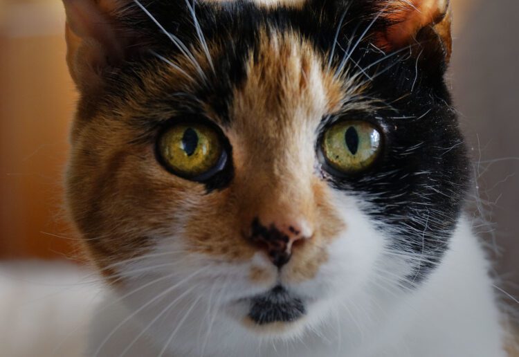 Cookie is looking for a loving home. Picture by Andrew Batt.