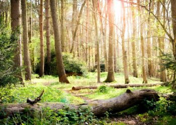 Expers fear for the future of UK forests' ecosystems. Picture: Alex Larusso via Unsplash