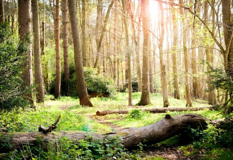 Expers fear for the future of UK forests' ecosystems. Picture: Alex Larusso via Unsplash