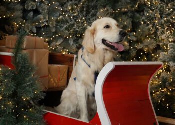 Dobbies Christmas events include a special Santa's grotto for dogs Picture: Stewart Attwood