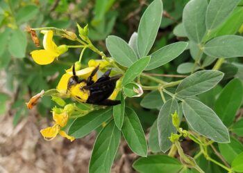 A University of Reading study has shown that plants such as pigeonpea, pictured, encourages pollinators such as the carpenter bee, boosting crop yields. Picture: The University of Reading
