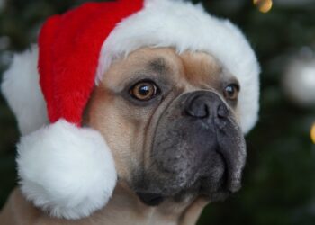 Santa will greet happy dogs at DBARC on Sunday, December 10 Picture: Pixabay