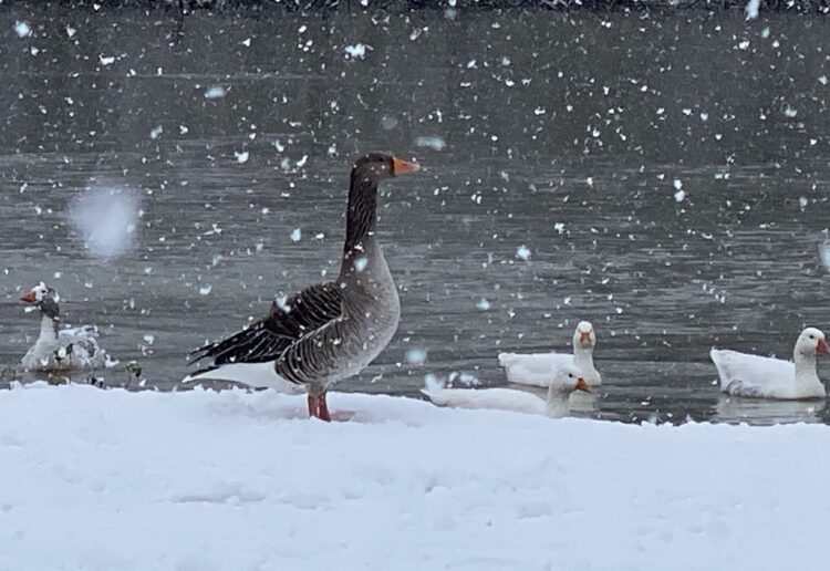Snow Picture: Phil Creighton